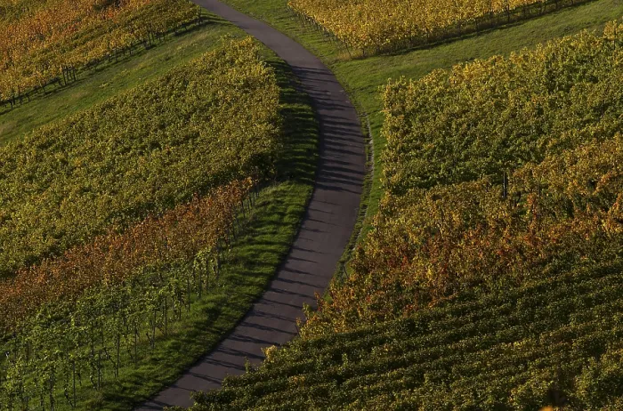 Gerahmter Druck : Straße, Weg durch Weinberg, Reben.