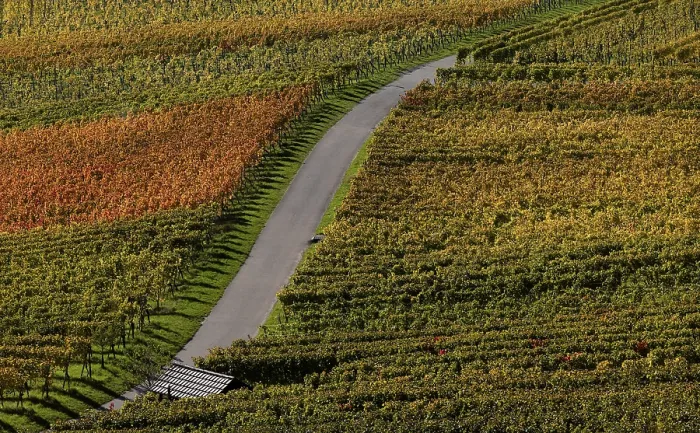 Gerahmter Druck : Straße, Weg, durch Weinberg, Reben. Gerahmter Druck : Straße, Weg, durch Weinberg, Reben.