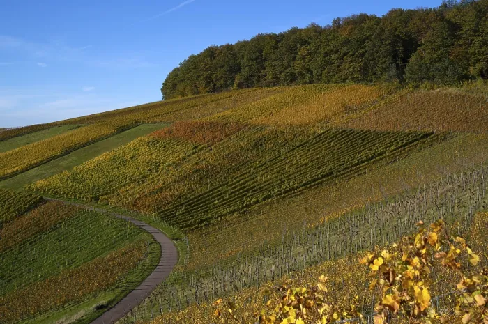 Gerahmter Druck : Straße, Weg durch Weinberg, Reben. Gerahmter Druck : Straße, Weg durch Weinberg, Reben.