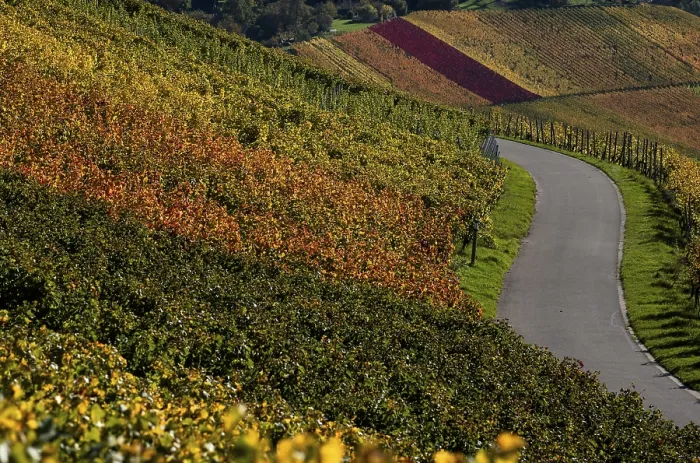 Gerahmter Druck : Straße, Weg, durch Weinberg, Reben. Gerahmter Druck : Straße, Weg, durch Weinberg, Reben.