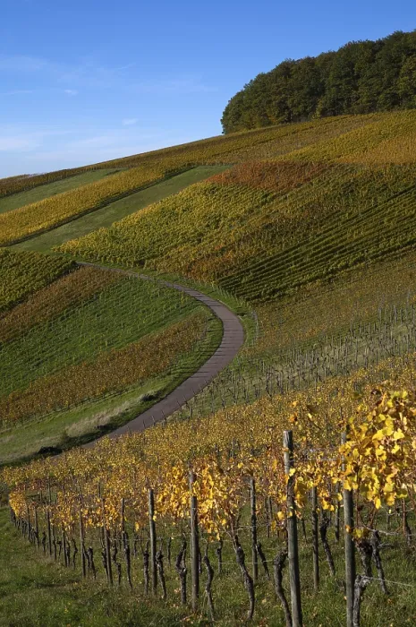 Gerahmter Druck : Straße, Weg durch Weinberg, Reben. Gerahmter Druck : Straße, Weg durch Weinberg, Reben.
