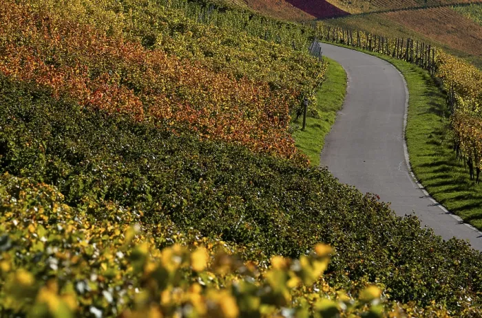 Gerahmter Druck : Straße, Weg, durch Weinberg, Reben. Gerahmter Druck : Straße, Weg, durch Weinberg, Reben.