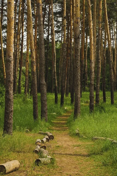 Gerahmter Druck : Straße in ein Kiefernwald mit hohen Bäumen. Gerahmter Druck : Straße in ein Kiefernwald mit hohen Bäumen.