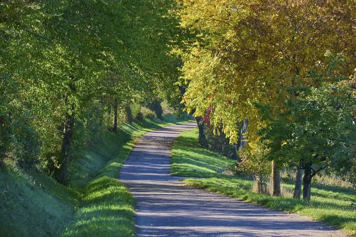 Gerahmter Druck : Straße, Baumreihe, Walnussbaum Gerahmter Druck : Straße, Baumreihe, Walnussbaum