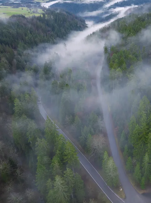 Gerahmter Druck : Eine Straße windet sich durch einen nebligen Wald. Gerahmter Druck : Eine Straße windet sich durch einen nebligen Wald.