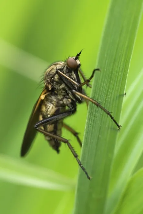 Gerahmter Druck : Mäusebussardfliege (Machimus sp.) Gerahmter Druck : Mäusebussardfliege (Machimus sp.)
