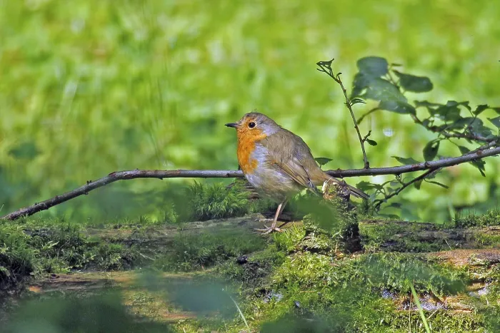Gerahmter Druck : Robin (Erithacus rubecula), Arnsberg Gerahmter Druck : Robin (Erithacus rubecula), Arnsberg