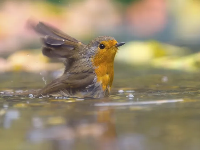 Gerahmter Druck : Ein Rotkehlchen (Erithacus rubecula) badet in flachem Wasser. Gerahmter Druck : Ein Rotkehlchen (Erithacus rubecula) badet in flachem Wasser.