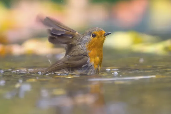 Gerahmter Druck : Ein Rotkehlchen (Erithacus rubecula) badet in flachem Wasser. Gerahmter Druck : Ein Rotkehlchen (Erithacus rubecula) badet in flachem Wasser.