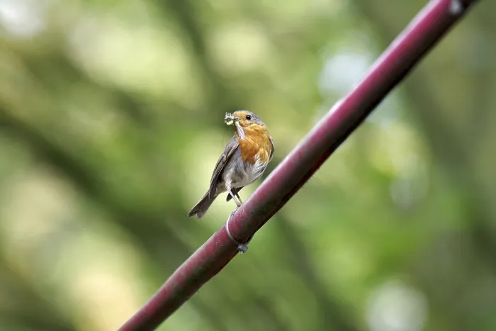 Gerahmter Druck : Robin (Erithacus rubecula), Insekten. Gerahmter Druck : Robin (Erithacus rubecula), Insekten.