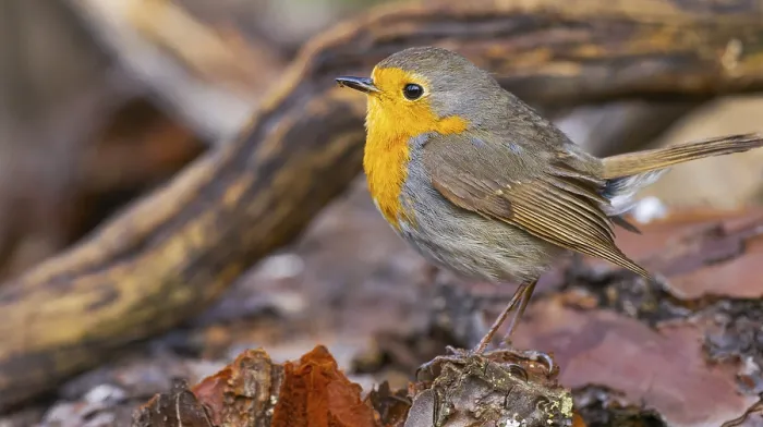 Gerahmter Druck : Robin, Erithacus rubecula, Mittelmeerwald. Gerahmter Druck : Robin, Erithacus rubecula, Mittelmeerwald.