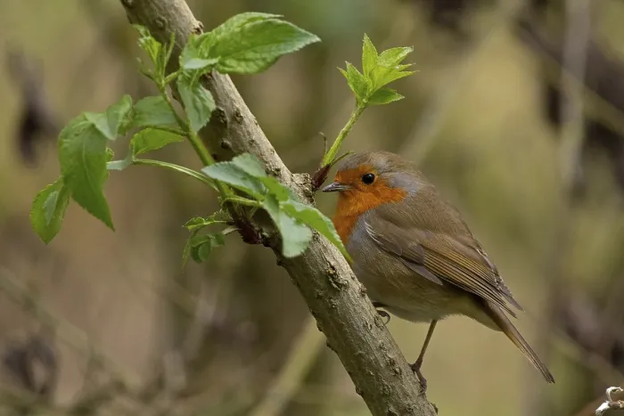 Gerahmter Druck : Robin (Erithacus rubecula) Flussufergebiet Gerahmter Druck : Robin (Erithacus rubecula) Flussufergebiet