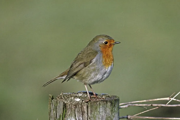 Gerahmter Druck : Robin, Erithacus rubecula, Robin Gerahmter Druck : Robin, Erithacus rubecula, Robin