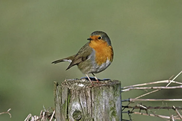 Gerahmter Druck : Robin, Erithacus rubecula, Robin Gerahmter Druck : Robin, Erithacus rubecula, Robin