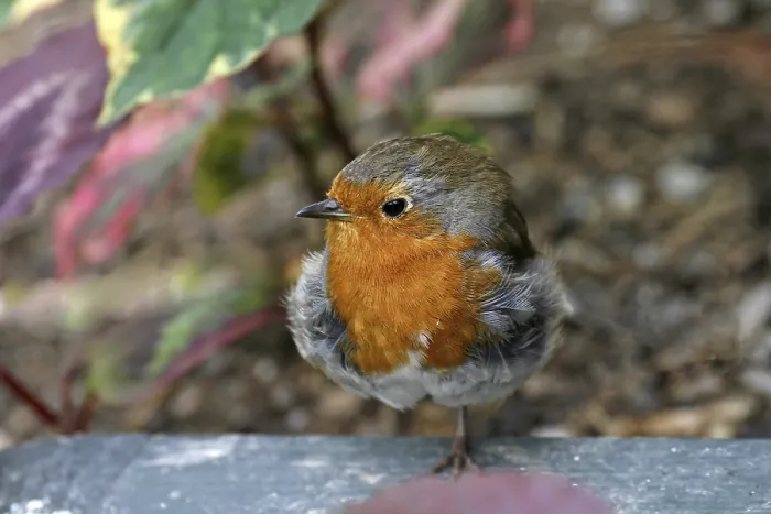 Gerahmter Druck : Robin, Erithacus rubecula, Singammer Gerahmter Druck : Robin, Erithacus rubecula, Singammer