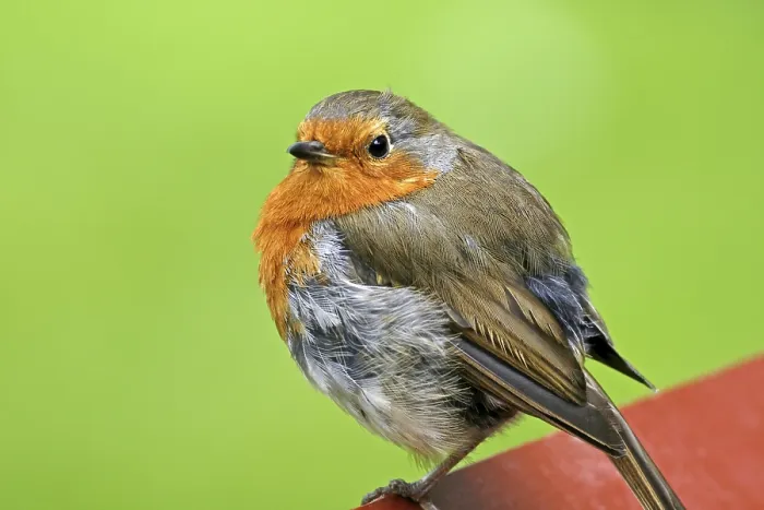 Gerahmter Druck : Robin, Erithacus rubecula, Wacholderdrossel. Gerahmter Druck : Robin, Erithacus rubecula, Wacholderdrossel.