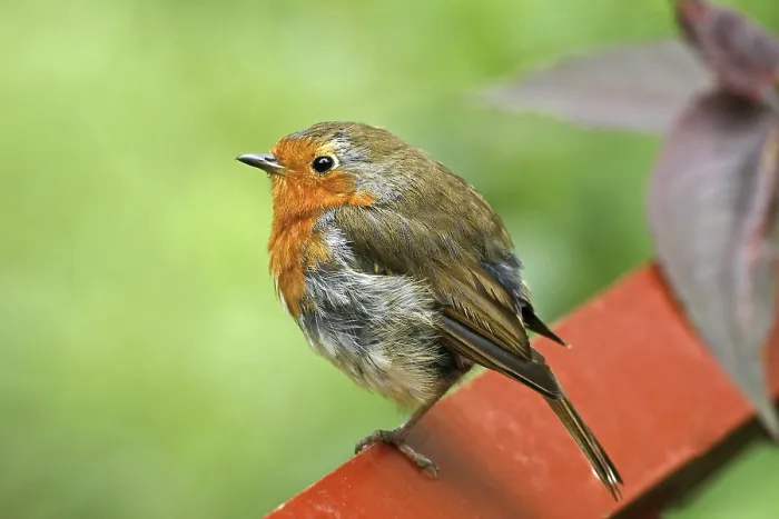 Gerahmter Druck : Robin, Erithacus rubecula, Vogel der Erde (Bodenbrachvogel) Gerahmter Druck : Robin, Erithacus rubecula, Vogel der Erde (Bodenbrachvogel)