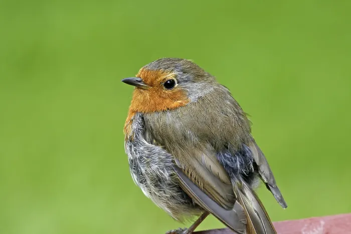 Gerahmter Druck : Robin, Erithacus rubecula, Wacholderdrossel Gerahmter Druck : Robin, Erithacus rubecula, Wacholderdrossel