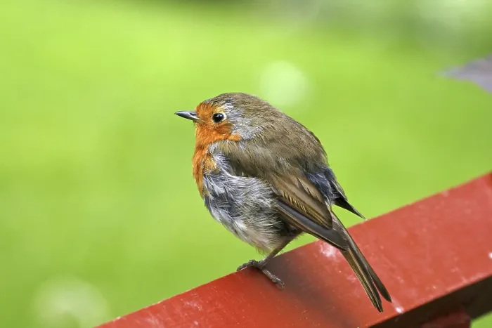 Gerahmter Druck : Robin, Erithacus rubecula, Vogel der Erde (Ground Warbler) Gerahmter Druck : Robin, Erithacus rubecula, Vogel der Erde (Ground Warbler)