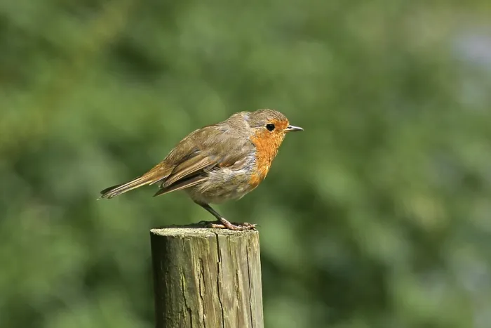 Gerahmter Druck : Robin, Erithacus rubecula, Rohrsänger (Rohrweißling) Gerahmter Druck : Robin, Erithacus rubecula, Rohrsänger (Rohrweißling)