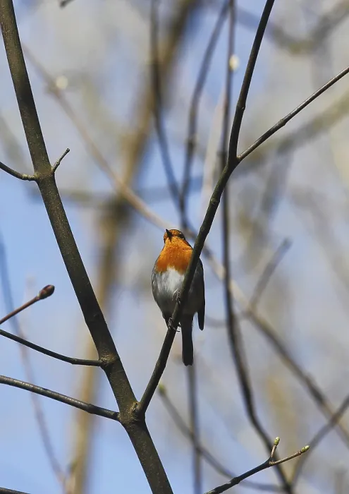 Gerahmter Druck : Robin (Erithacus rubecula) sitzt auf einem Ast. Gerahmter Druck : Robin (Erithacus rubecula) sitzt auf einem Ast.