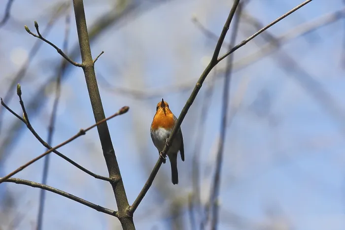 Gerahmter Druck : Robin (Erithacus rubecula) sitzt auf einem Ast. Gerahmter Druck : Robin (Erithacus rubecula) sitzt auf einem Ast.