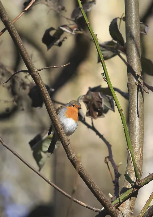 Gerahmter Druck : Robin (Erithacus rubecula) sitzt auf einem Ast. Gerahmter Druck : Robin (Erithacus rubecula) sitzt auf einem Ast.