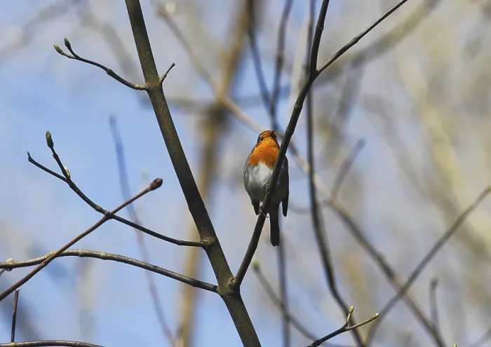 Gerahmter Druck : Robin (Erithacus rubecula) sitzt auf einem Ast. Gerahmter Druck : Robin (Erithacus rubecula) sitzt auf einem Ast.