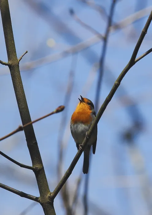 Gerahmter Druck : Robin (Erithacus rubecula) sitzt auf einem Ast. Gerahmter Druck : Robin (Erithacus rubecula) sitzt auf einem Ast.