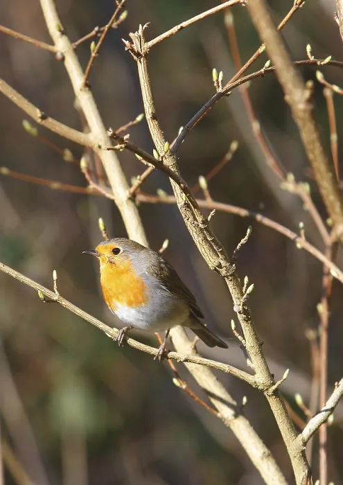 Gerahmter Druck : Robin (Erithacus rubecula) sitzt auf einem Ast. Gerahmter Druck : Robin (Erithacus rubecula) sitzt auf einem Ast.