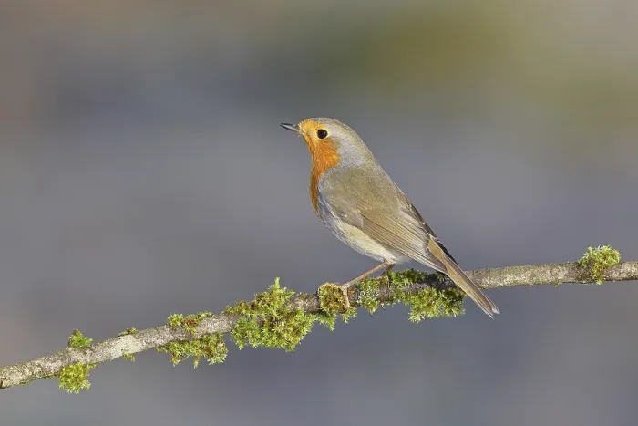 Gerahmter Druck : Robin (Erithacus rubecula) sitzt auf einem Ast. Gerahmter Druck : Robin (Erithacus rubecula) sitzt auf einem Ast.