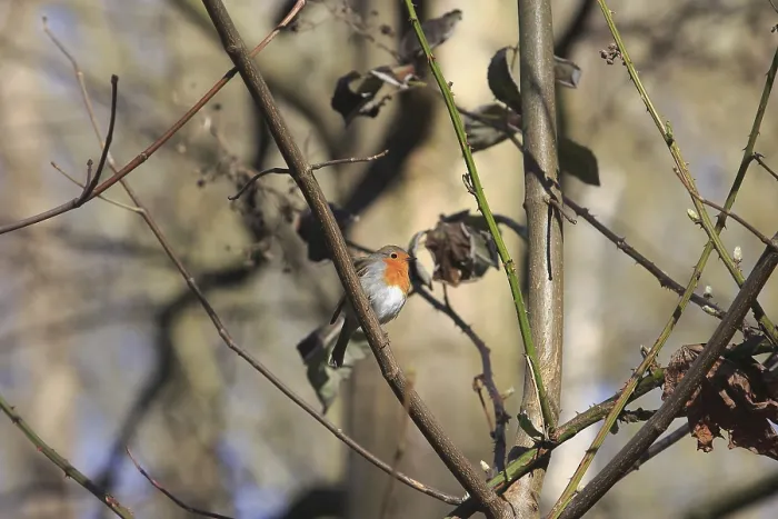 Gerahmter Druck : Robin (Erithacus rubecula) sitzt auf einem Ast. Gerahmter Druck : Robin (Erithacus rubecula) sitzt auf einem Ast.