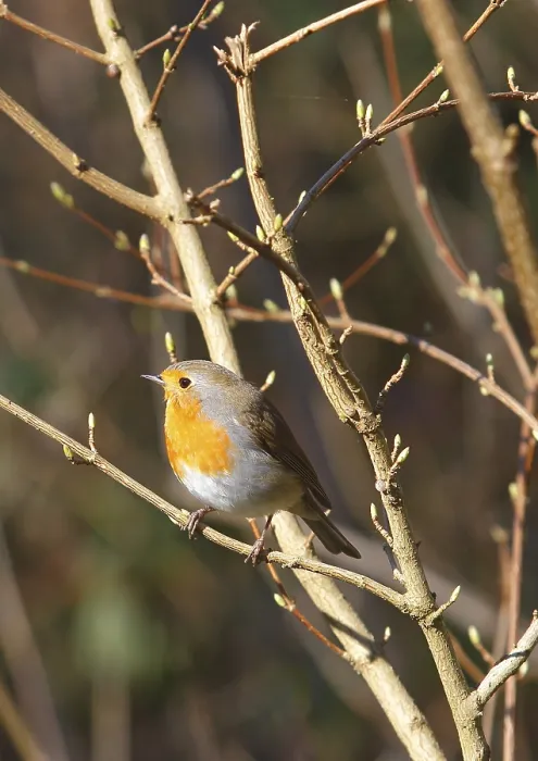 Gerahmter Druck : Robin (Erithacus rubecula) sitzt auf einem Ast. Gerahmter Druck : Robin (Erithacus rubecula) sitzt auf einem Ast.