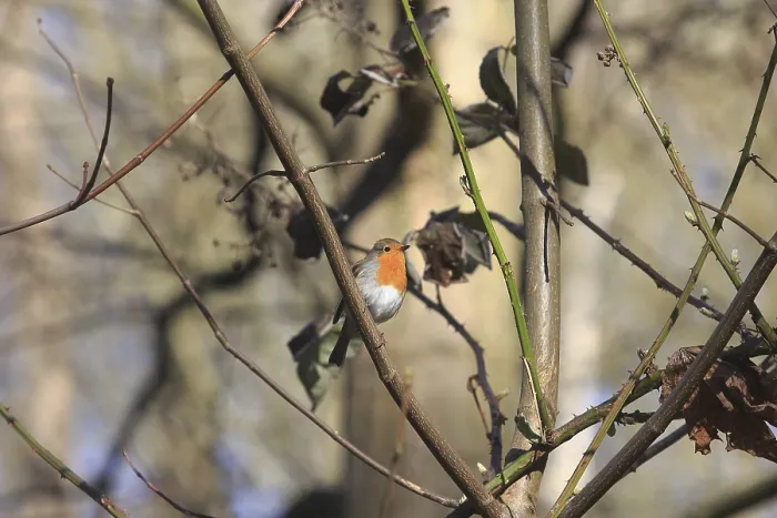 Gerahmter Druck : Robin (Erithacus rubecula) sitzt auf einem Ast. Gerahmter Druck : Robin (Erithacus rubecula) sitzt auf einem Ast.