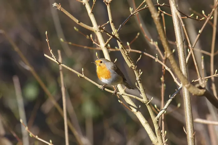 Gerahmter Druck : Robin (Erithacus rubecula) sitzt auf einem Ast. Gerahmter Druck : Robin (Erithacus rubecula) sitzt auf einem Ast.