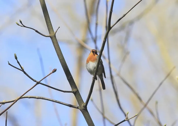 Gerahmter Druck : Robin (Erithacus rubecula) sitzt auf einem Ast. Gerahmter Druck : Robin (Erithacus rubecula) sitzt auf einem Ast.