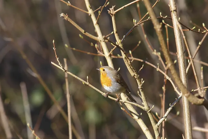 Gerahmter Druck : Robin (Erithacus rubecula) sitzt auf einem Ast.