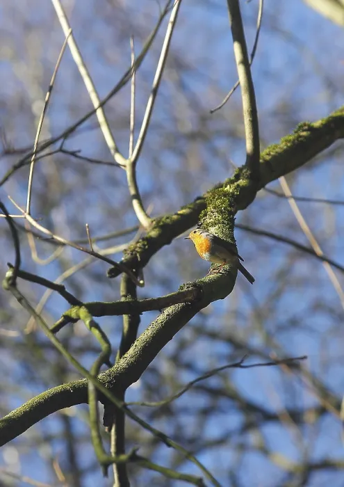 Gerahmter Druck : Robin (Erithacus rubecula) sitzt auf einem Ast. Gerahmter Druck : Robin (Erithacus rubecula) sitzt auf einem Ast.