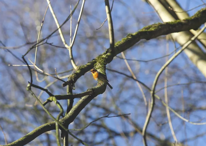Gerahmter Druck : Robin (Erithacus rubecula) sitzt auf einem Ast. Gerahmter Druck : Robin (Erithacus rubecula) sitzt auf einem Ast.