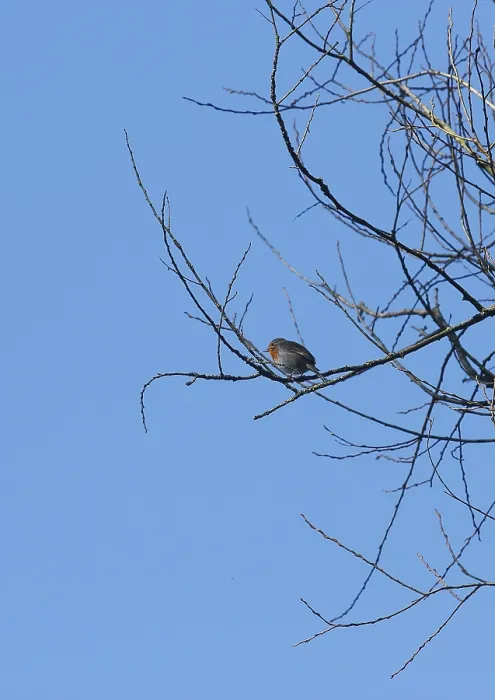 Gerahmter Druck : Robin (Erithacus rubecula) sitzt auf einem Ast. Gerahmter Druck : Robin (Erithacus rubecula) sitzt auf einem Ast.