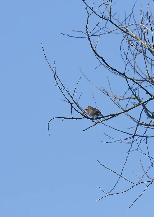 Gerahmter Druck : Robin (Erithacus rubecula) sitzt auf einem Ast.
