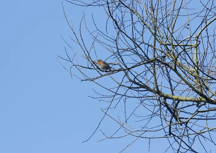 Gerahmter Druck : Robin (Erithacus rubecula) sitzt auf einem Ast. Gerahmter Druck : Robin (Erithacus rubecula) sitzt auf einem Ast.