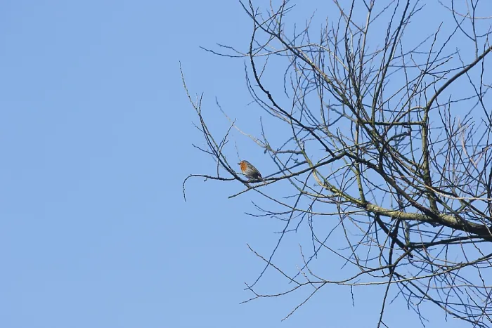 Gerahmter Druck : Ein Rotkehlchen (Erithacus rubecula) sitzt auf einem Ast, über dem blauen Himmel in Nordrhein-Westfalen, Deutschland.