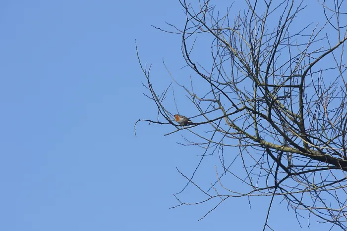 Gerahmter Druck : Rotkehlchen (Erithacus rubecula) auf einem Ast, Nordrhein-Westfalen, Deutschland Gerahmter Druck : Rotkehlchen (Erithacus rubecula) auf einem Ast, Nordrhein-Westfalen, Deutschland