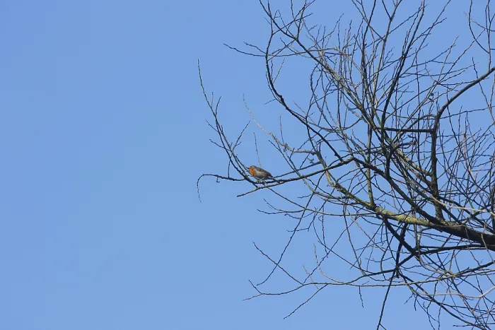 Gerahmter Druck : Robin (Erithacus rubecula) sitzt auf einem Ast. Gerahmter Druck : Robin (Erithacus rubecula) sitzt auf einem Ast.
