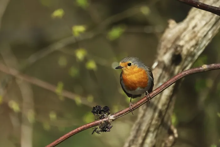Gerahmter Druck : Robin, Erithacus rubecula, sitzt auf einem Ast. Gerahmter Druck : Robin, Erithacus rubecula, sitzt auf einem Ast.