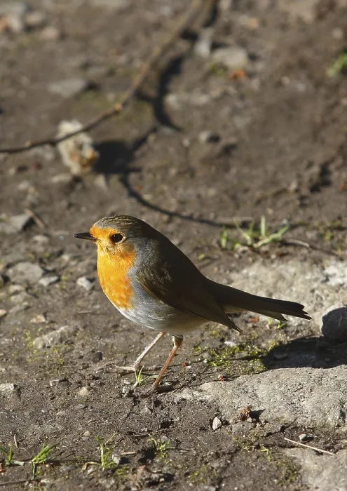 Gerahmter Druck : Robin (Erithacus rubecula) sitzt auf dem Boden. Gerahmter Druck : Robin (Erithacus rubecula) sitzt auf dem Boden.