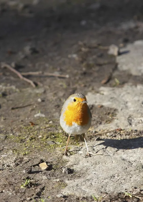 Gerahmter Druck : Robin (Erithacus rubecula) sitzt auf dem Boden. Gerahmter Druck : Robin (Erithacus rubecula) sitzt auf dem Boden.