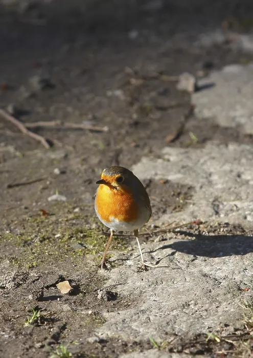 Gerahmter Druck : Robin (Erithacus rubecula) sitzt auf dem Boden. Gerahmter Druck : Robin (Erithacus rubecula) sitzt auf dem Boden.