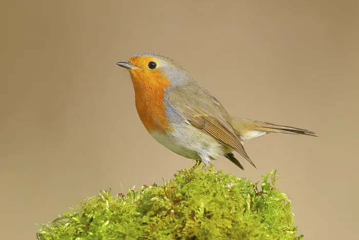 Gerahmter Druck : Robin (Erithacus rubecula), sitzend auf Moos. Gerahmter Druck : Robin (Erithacus rubecula), sitzend auf Moos.